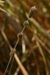 Eragrostis congesta