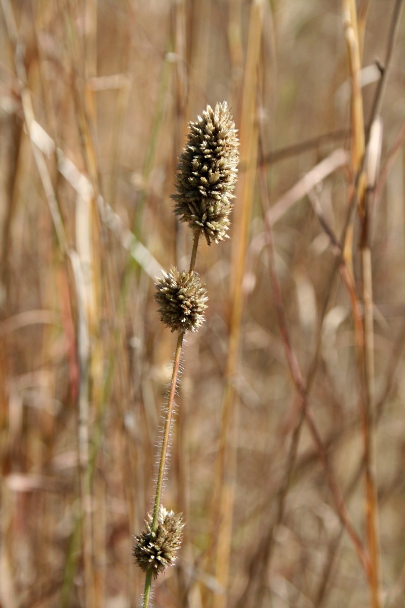 Eragrostis congesta