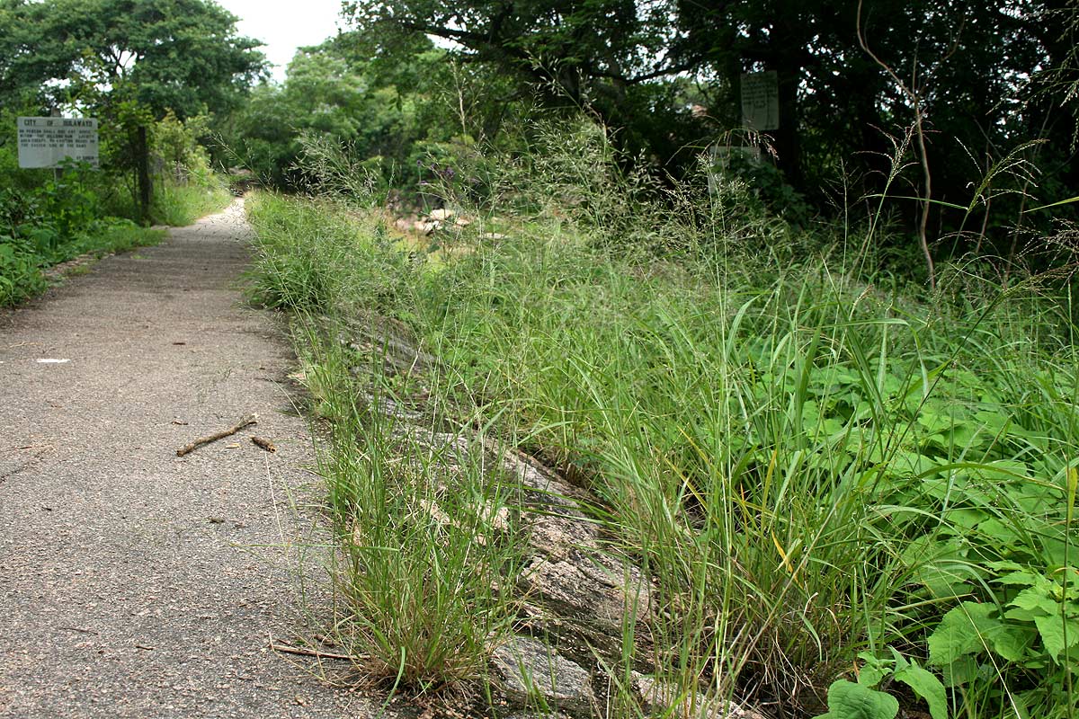 Eragrostis cylindriflora Eragrostis cylindriflora