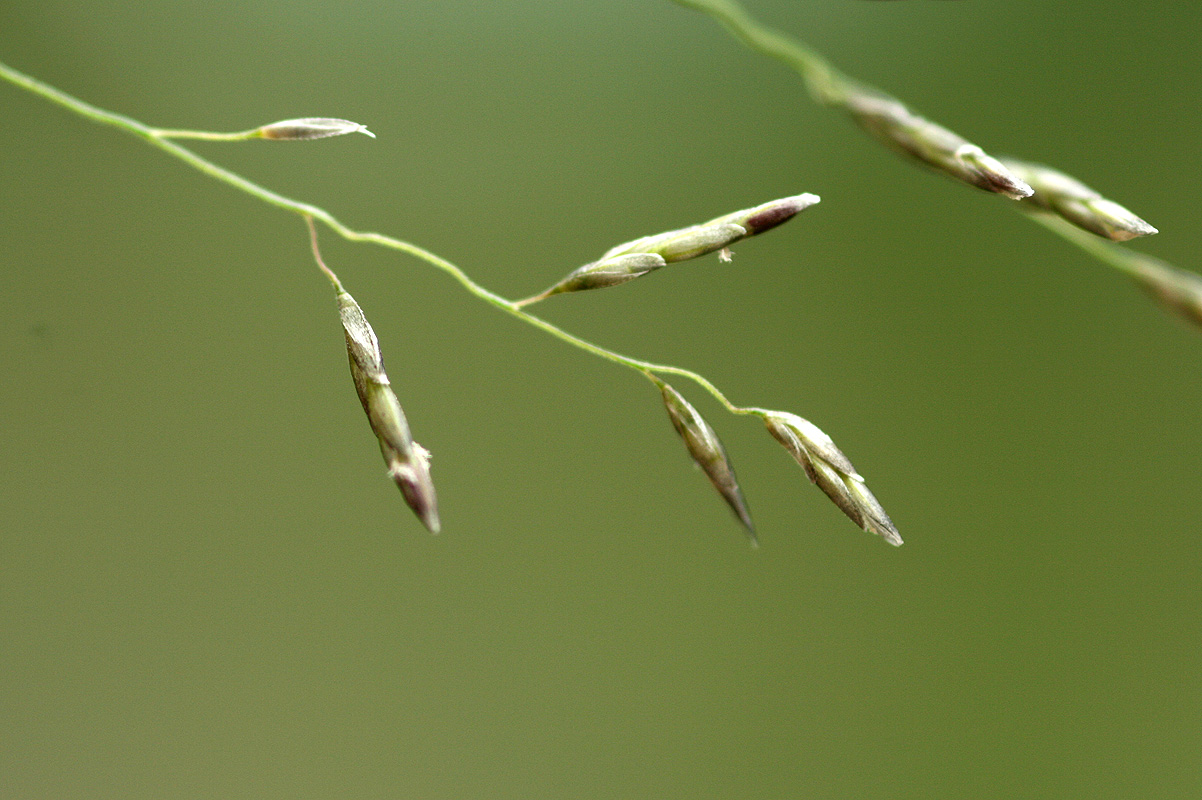 Eragrostis cylindriflora Eragrostis cylindriflora