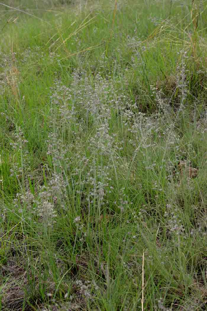 Eragrostis hispida Eragrostis hispida