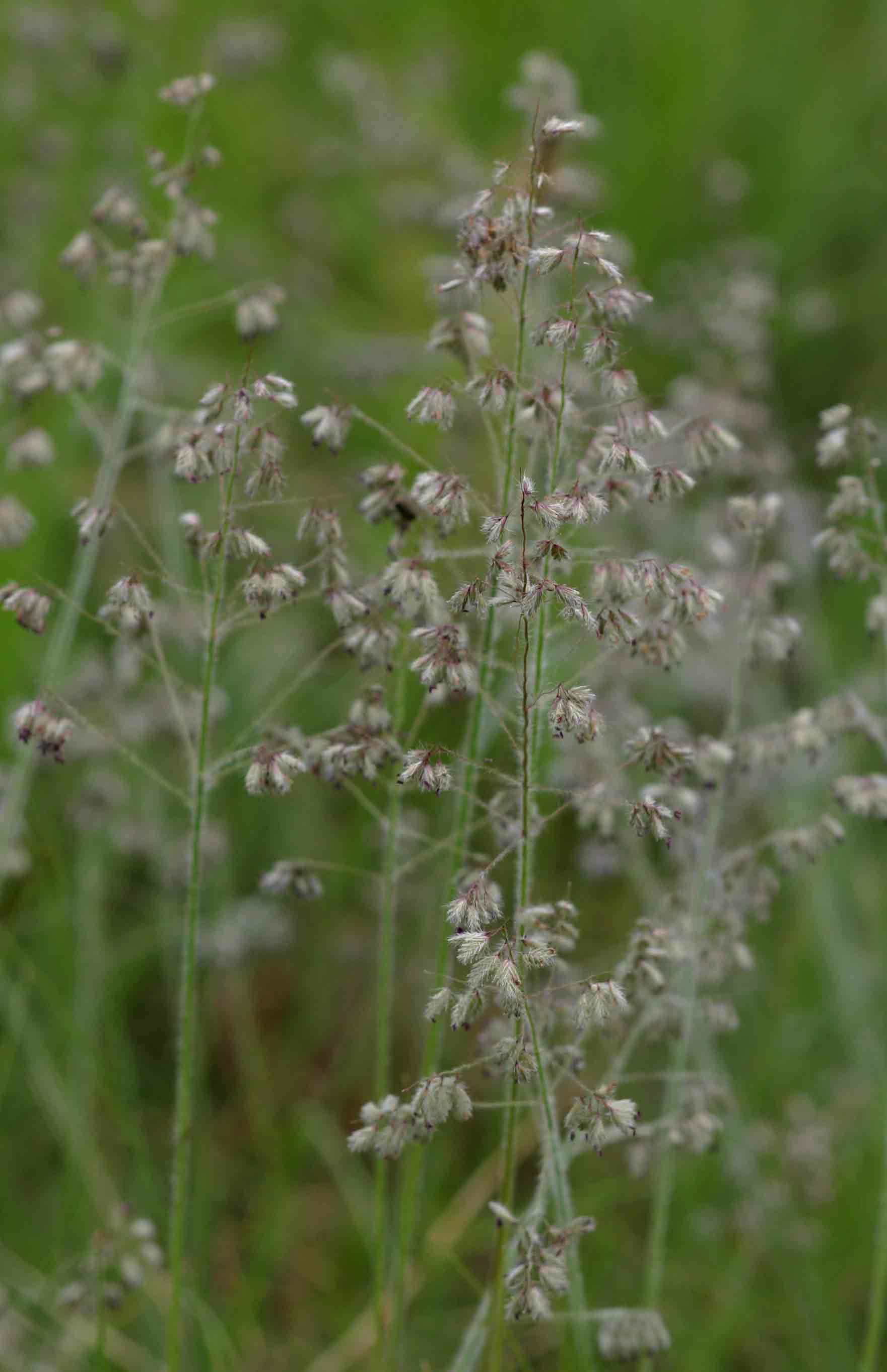 Eragrostis hispida