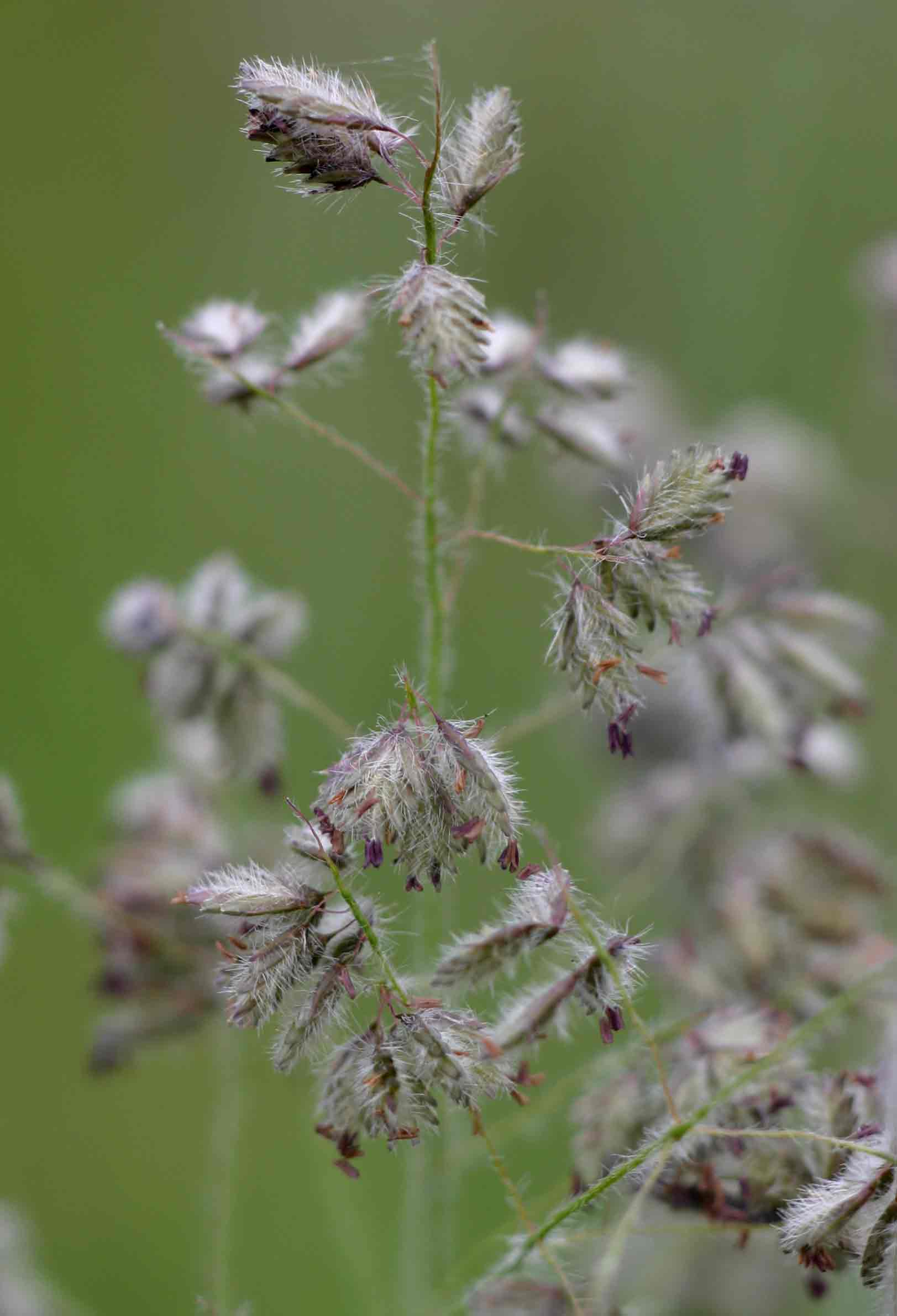 Eragrostis hispida