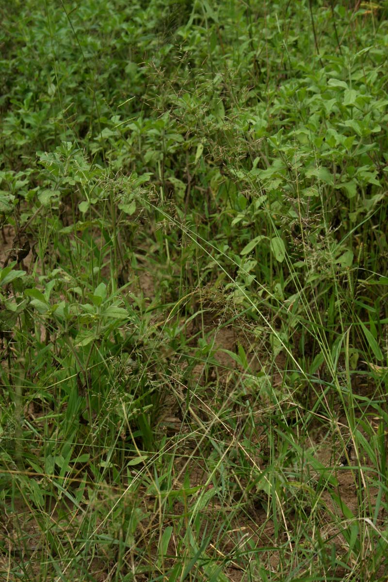 Eragrostis lehmanniana Eragrostis lehmanniana
