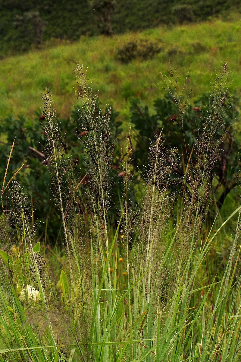 Eragrostis mollior Eragrostis mollior