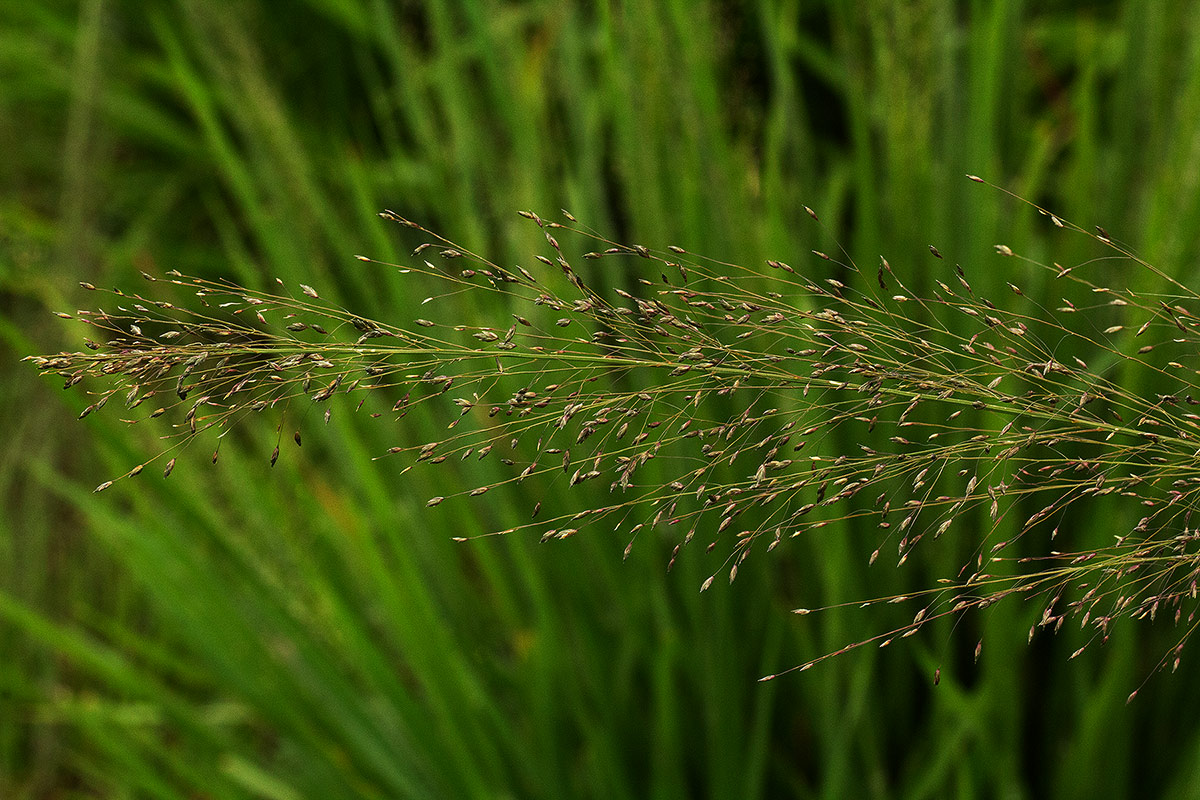 Eragrostis mollior