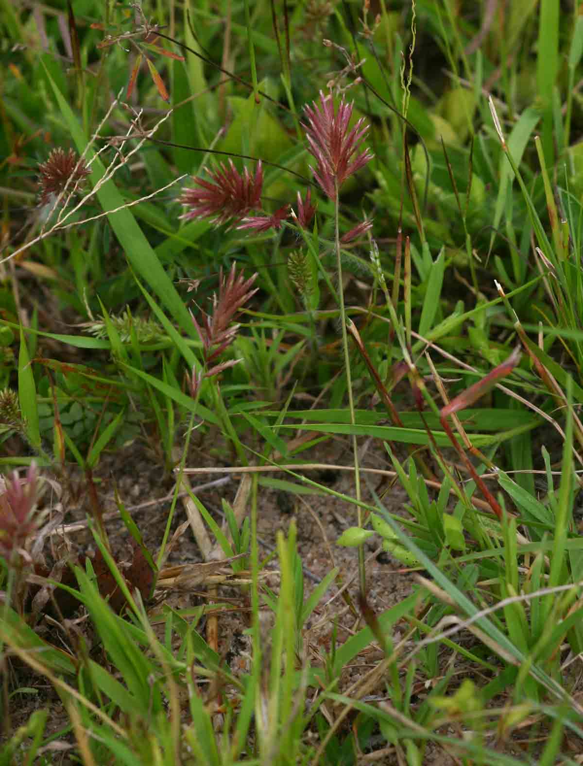 Eragrostis patens Eragrostis patens
