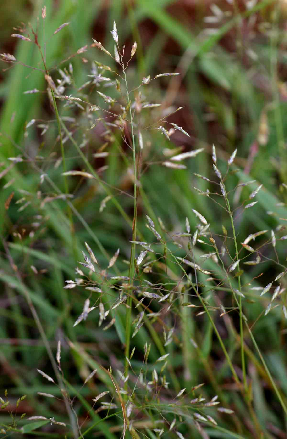 Eragrostis patentipilosa