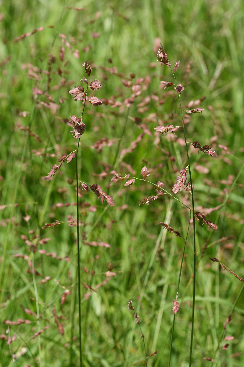 Eragrostis superba