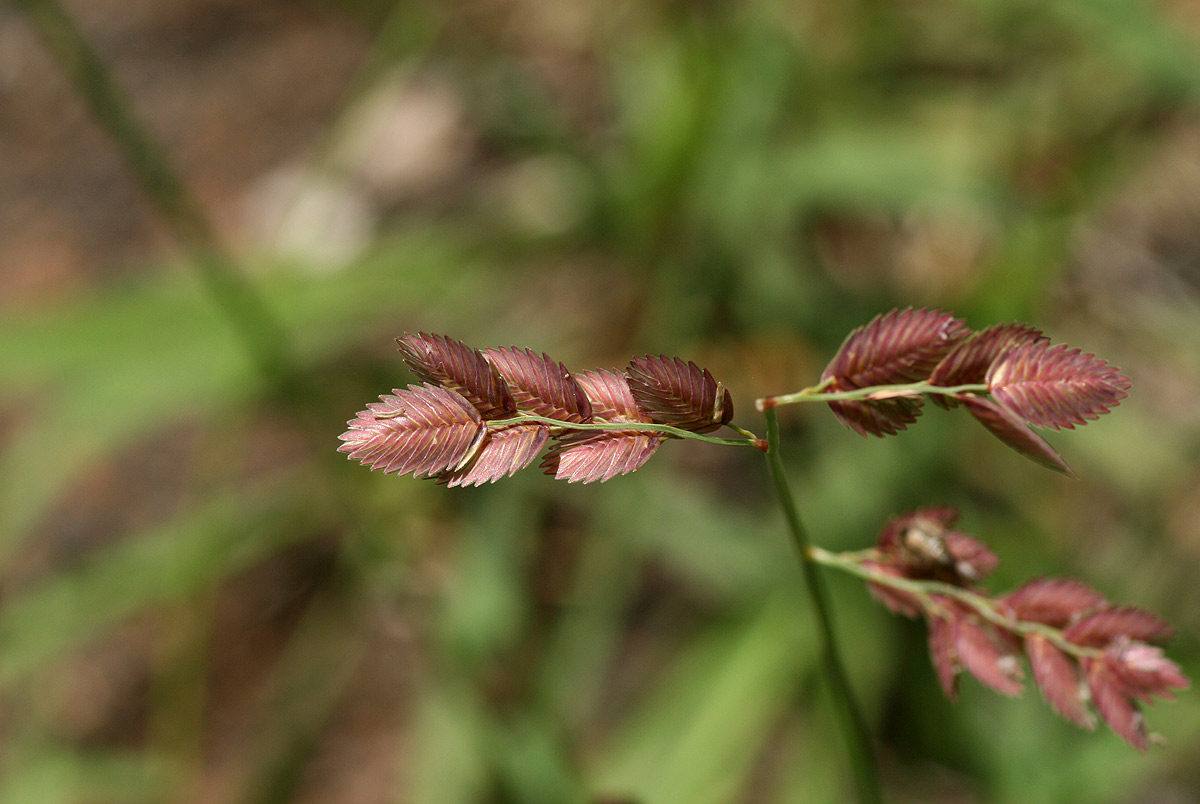 Eragrostis superba