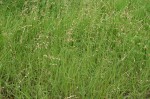 Eragrostis superba