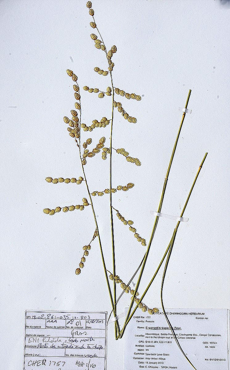 Eragrostis superba