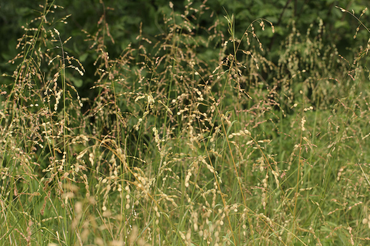 Eragrostis superba