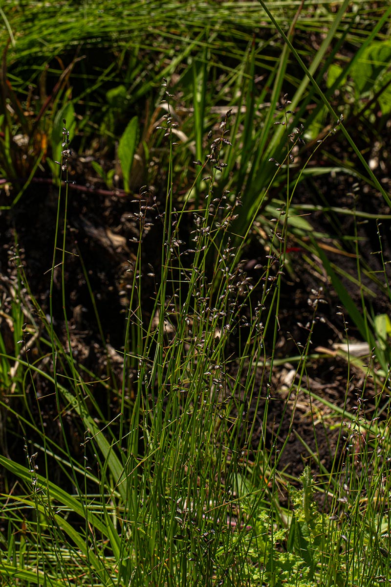 Eragrostis volkensii
