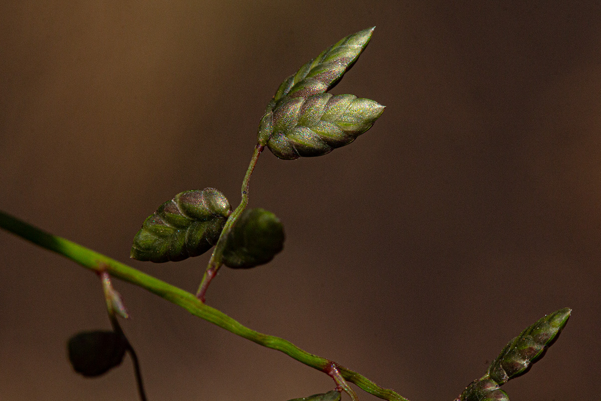 Eragrostis volkensii