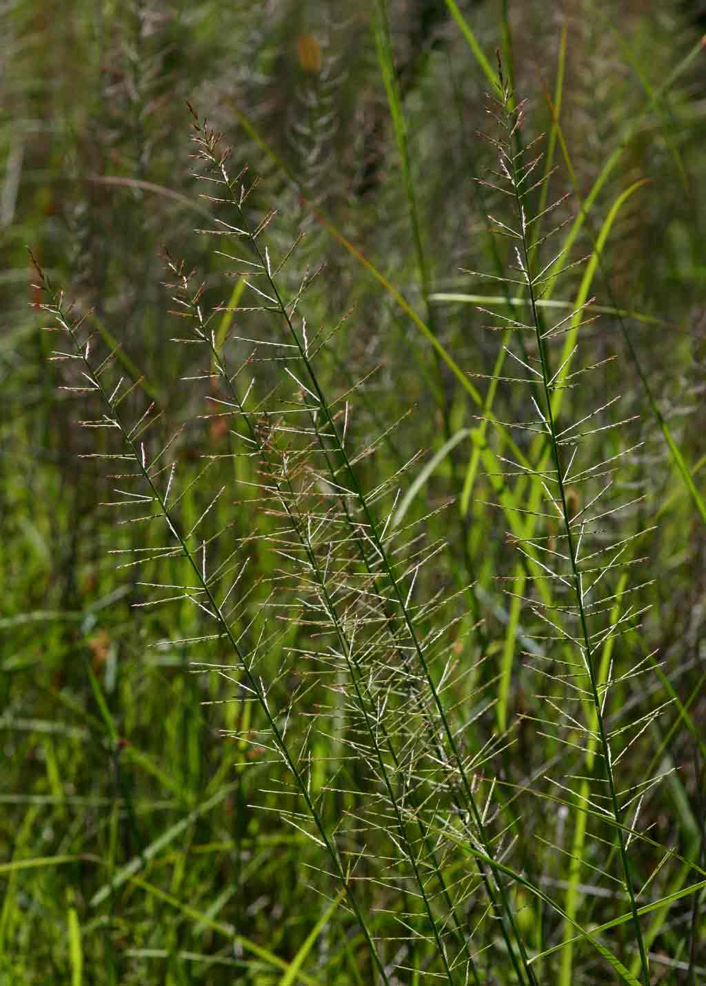 Pogonarthria squarrosa