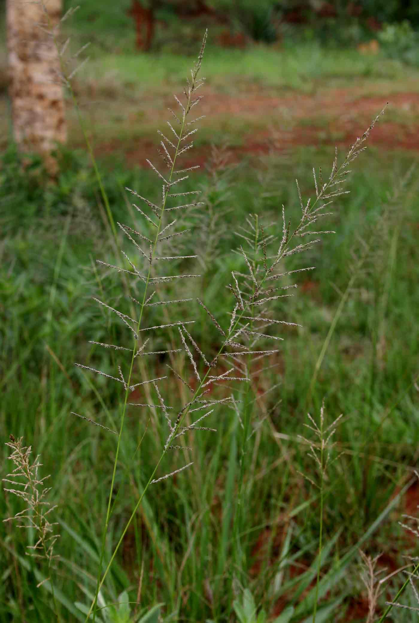 Sporobolus pyramidalis