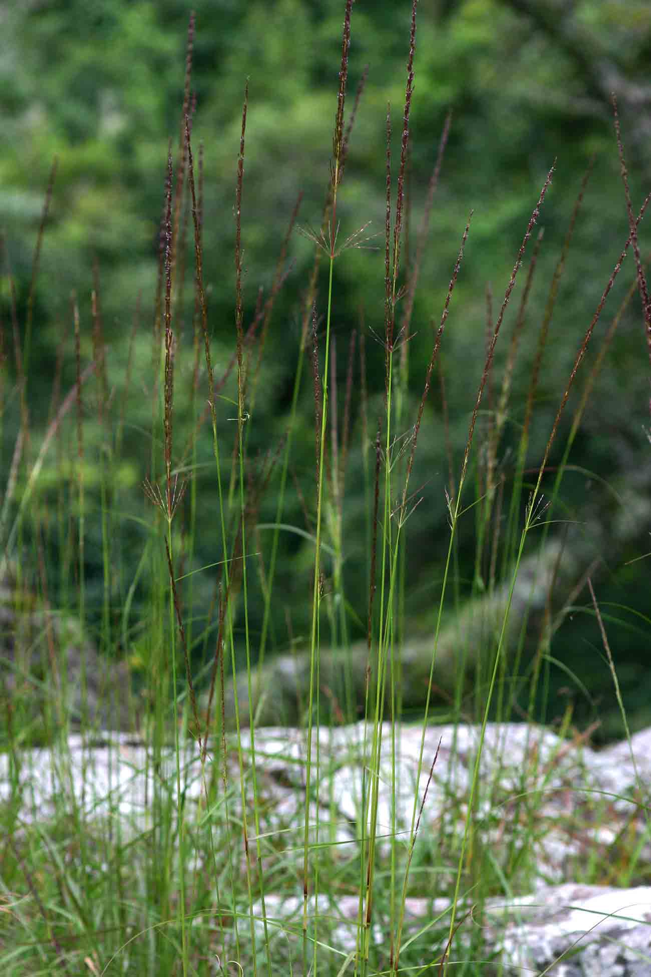 Sporobolus sanguineus Sporobolus sanguineus