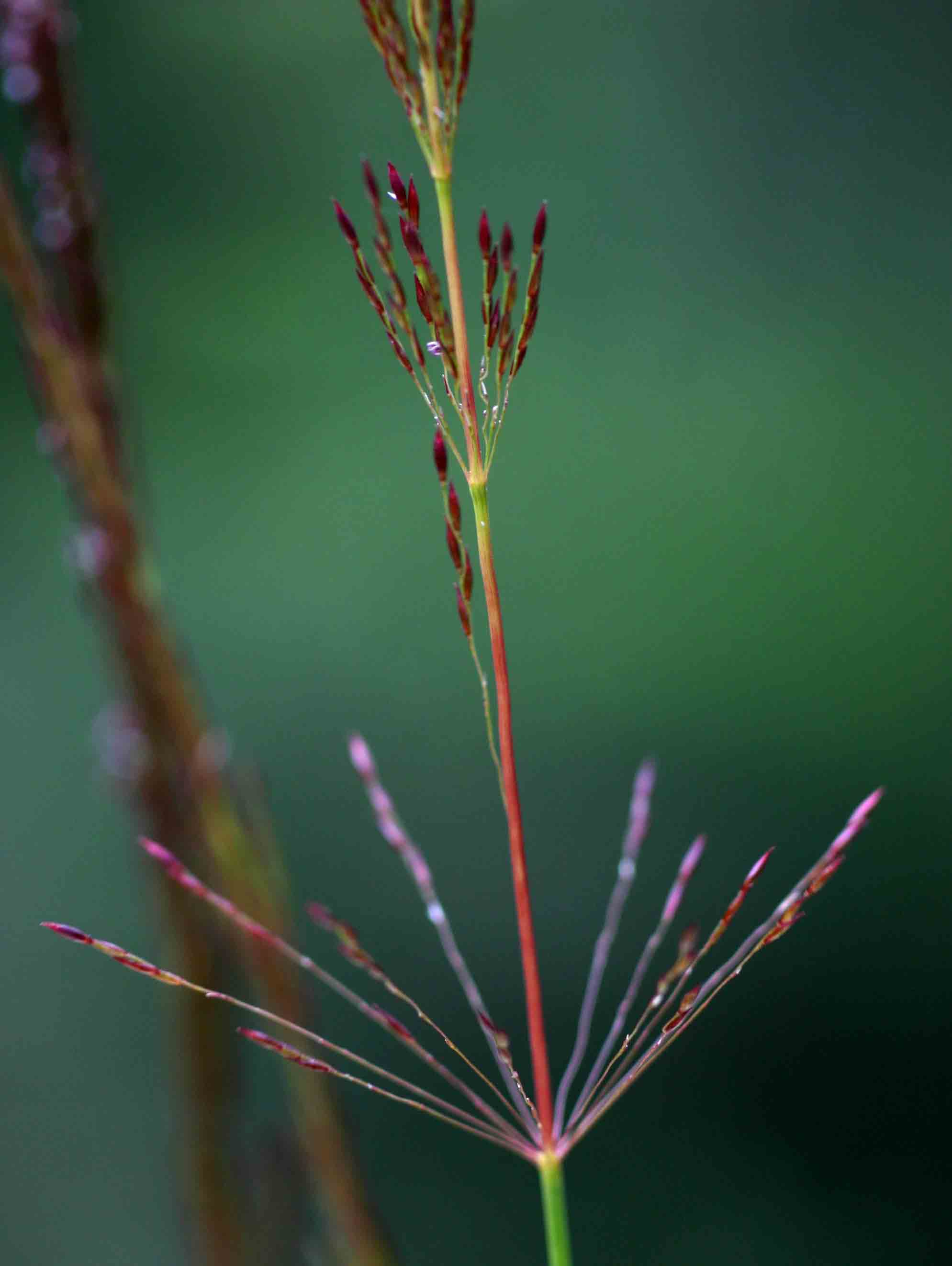 Sporobolus sanguineus