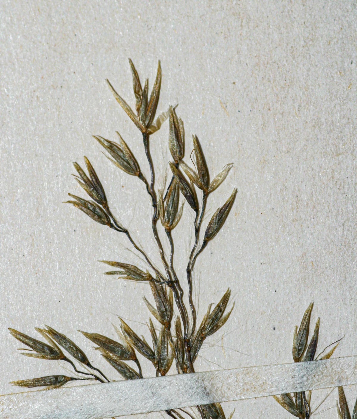 Sporobolus subtilis Sporobolus subtilis