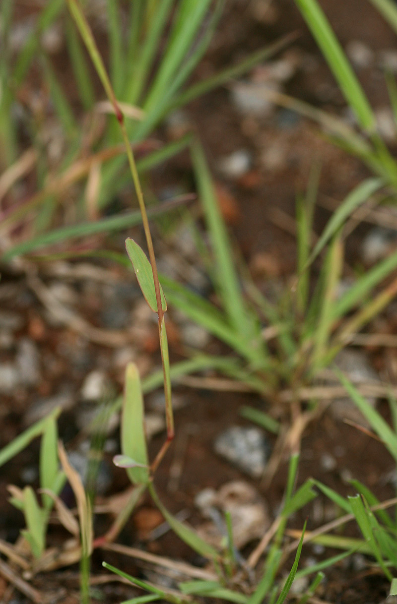 Chloris pycnothrix Chloris pycnothrix