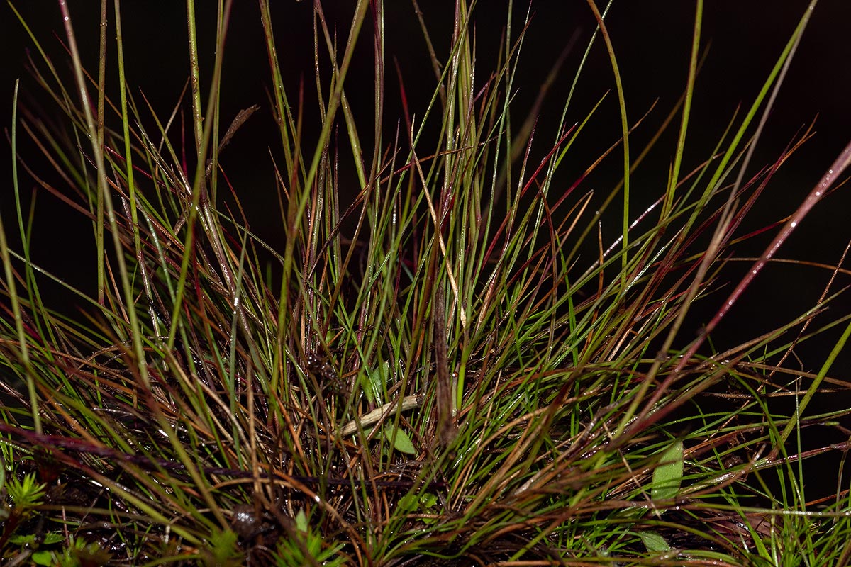 Microchloa kunthii