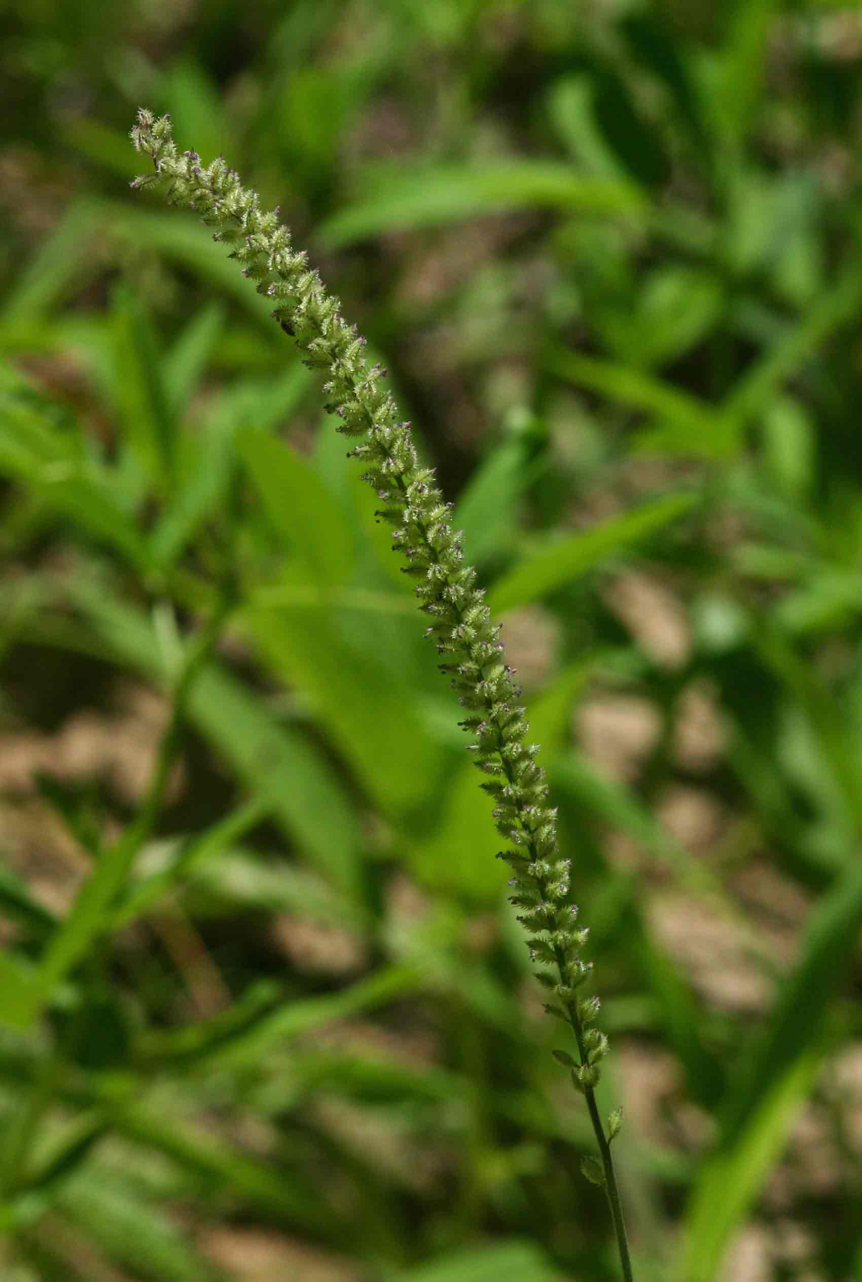 Tragus berteronianus