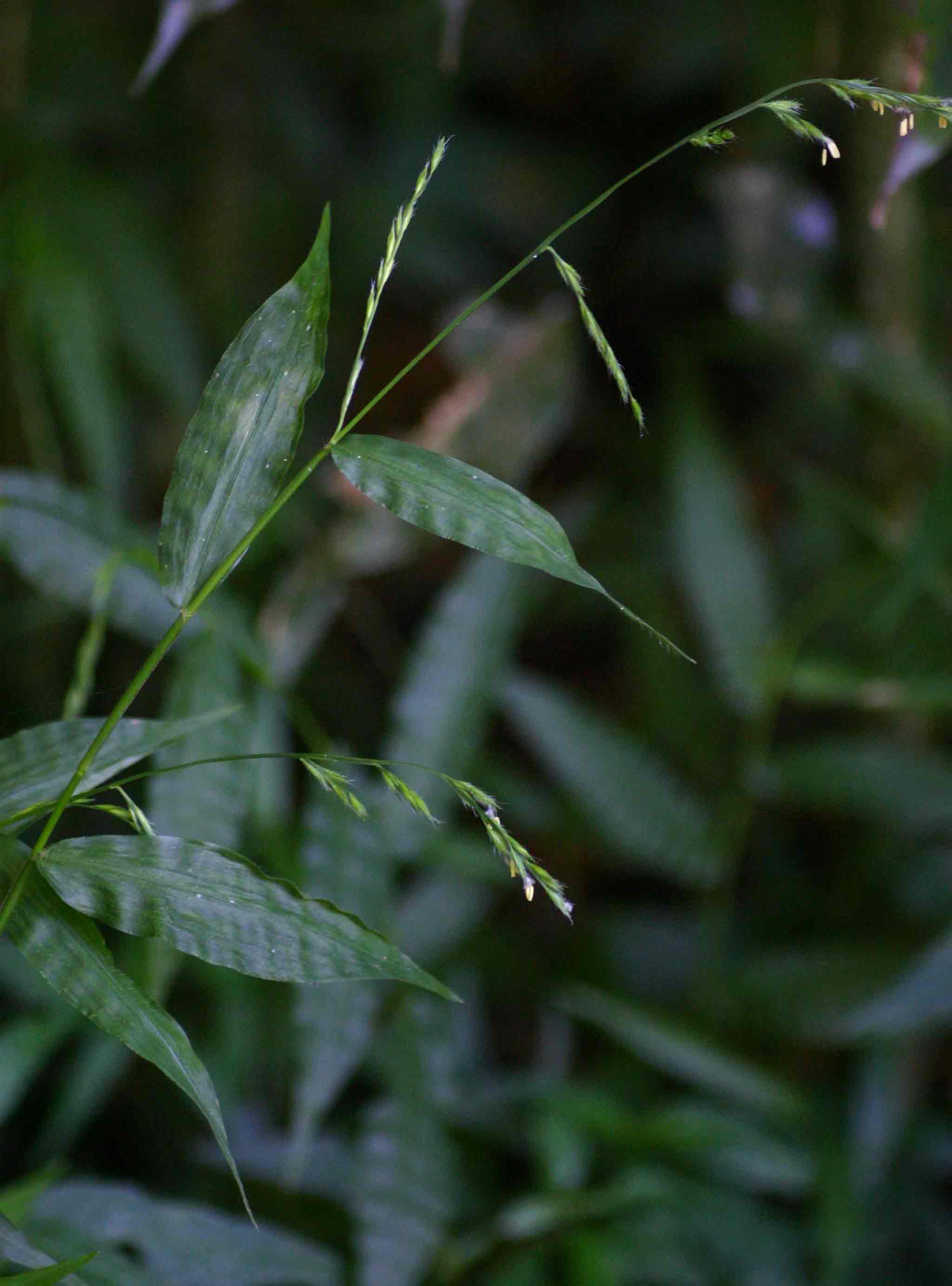 Poecilostachys oplismenoides