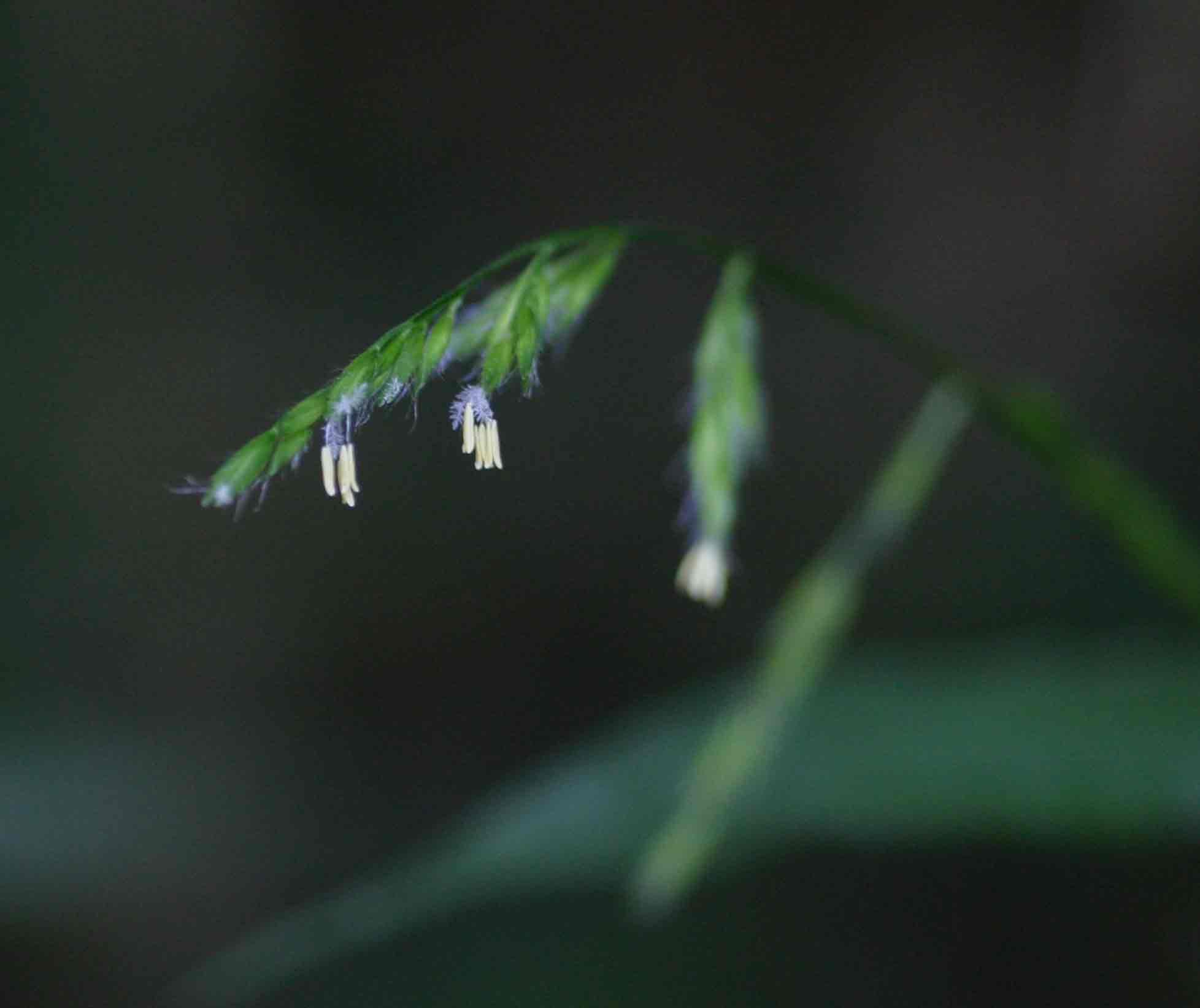 Poecilostachys oplismenoides