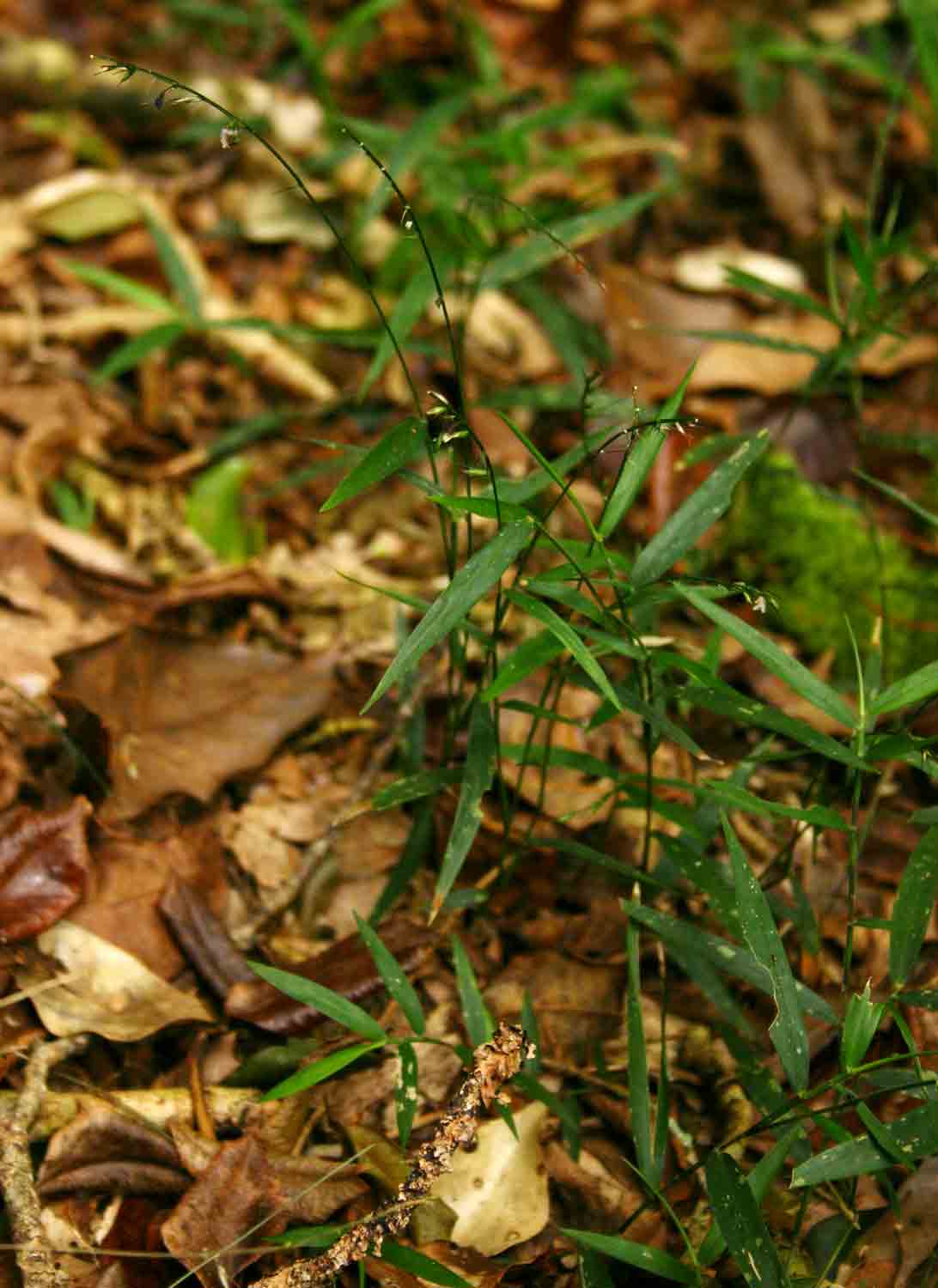 Oplismenus undulatifolius