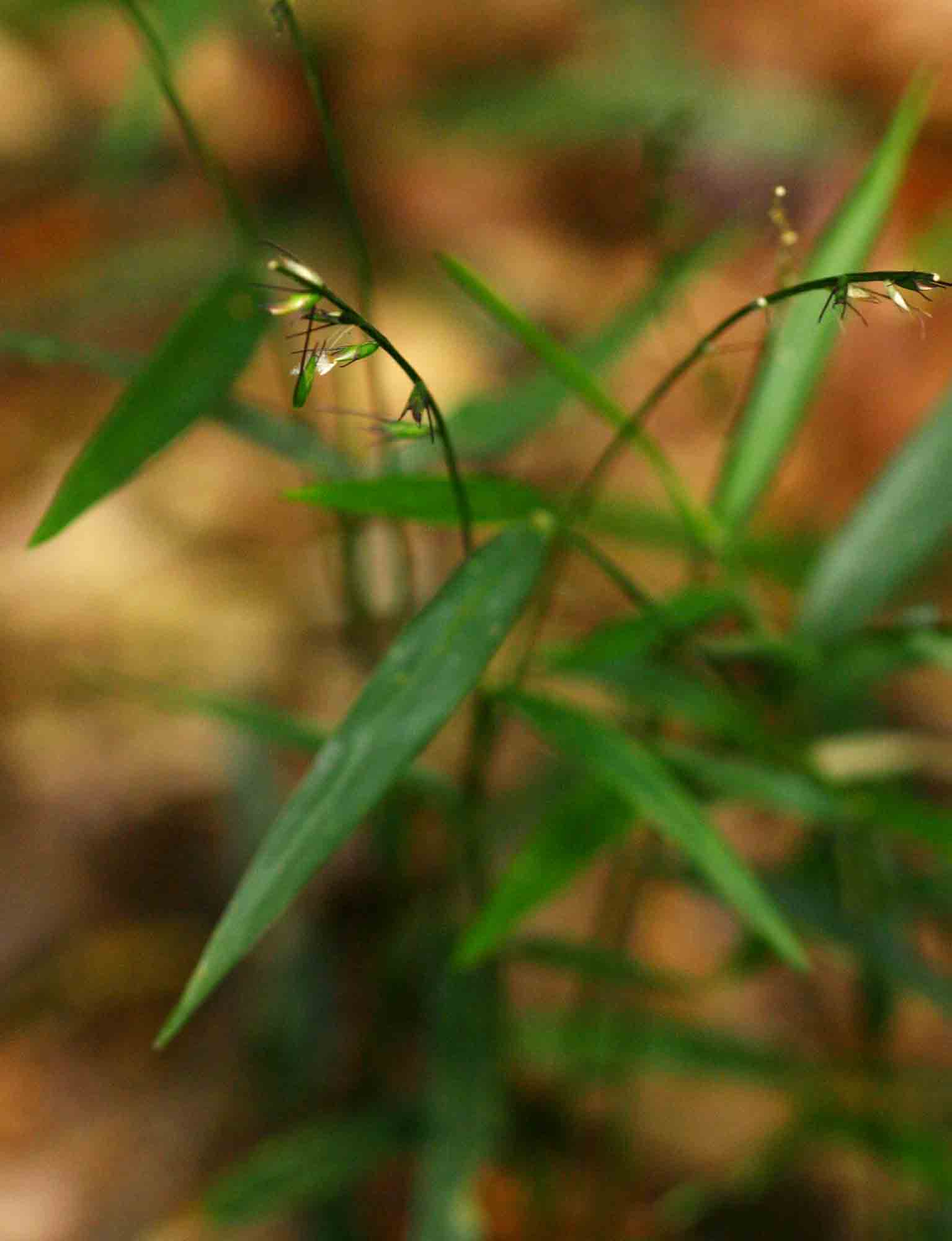 Oplismenus undulatifolius Oplismenus undulatifolius