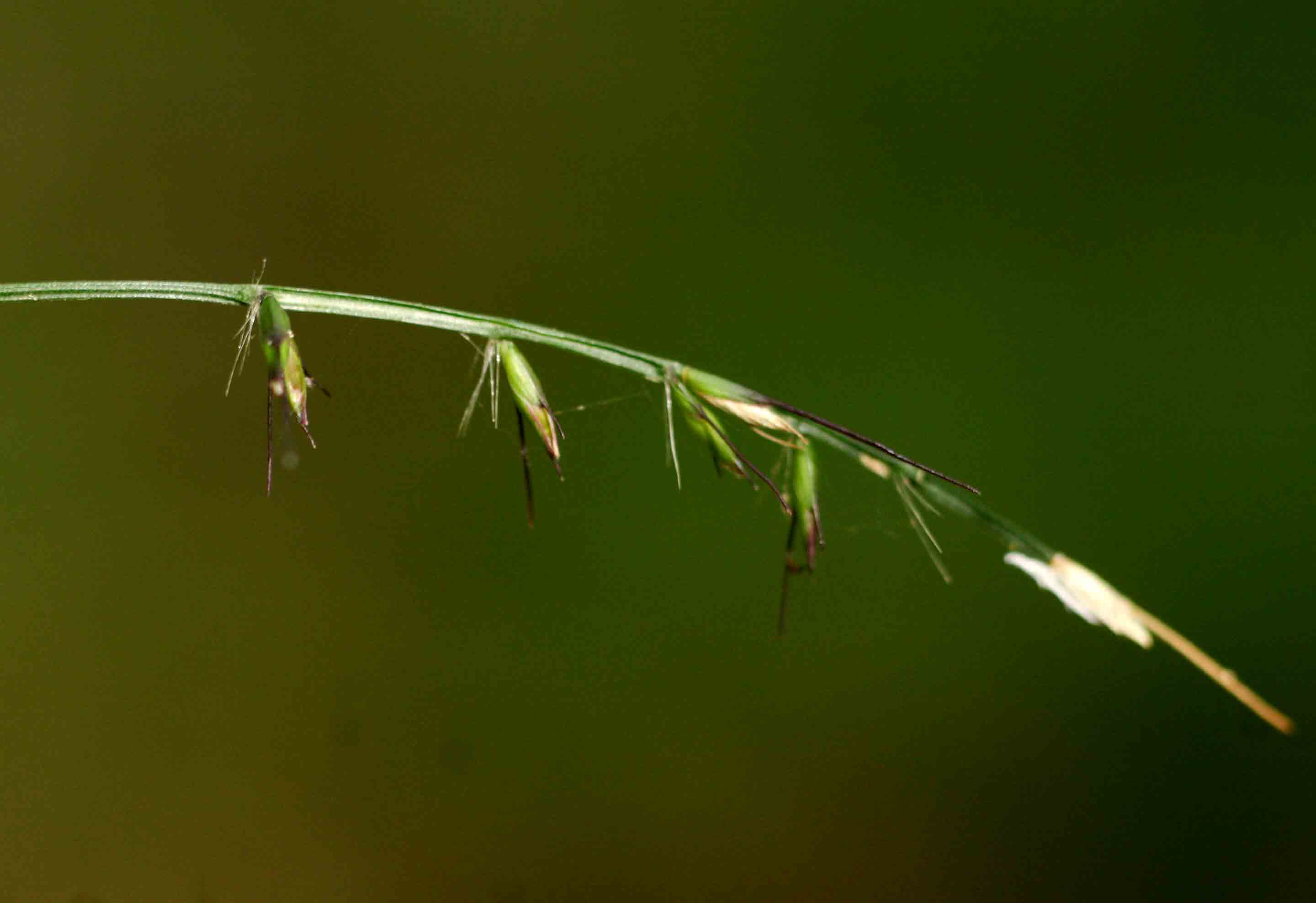 Oplismenus undulatifolius Oplismenus undulatifolius