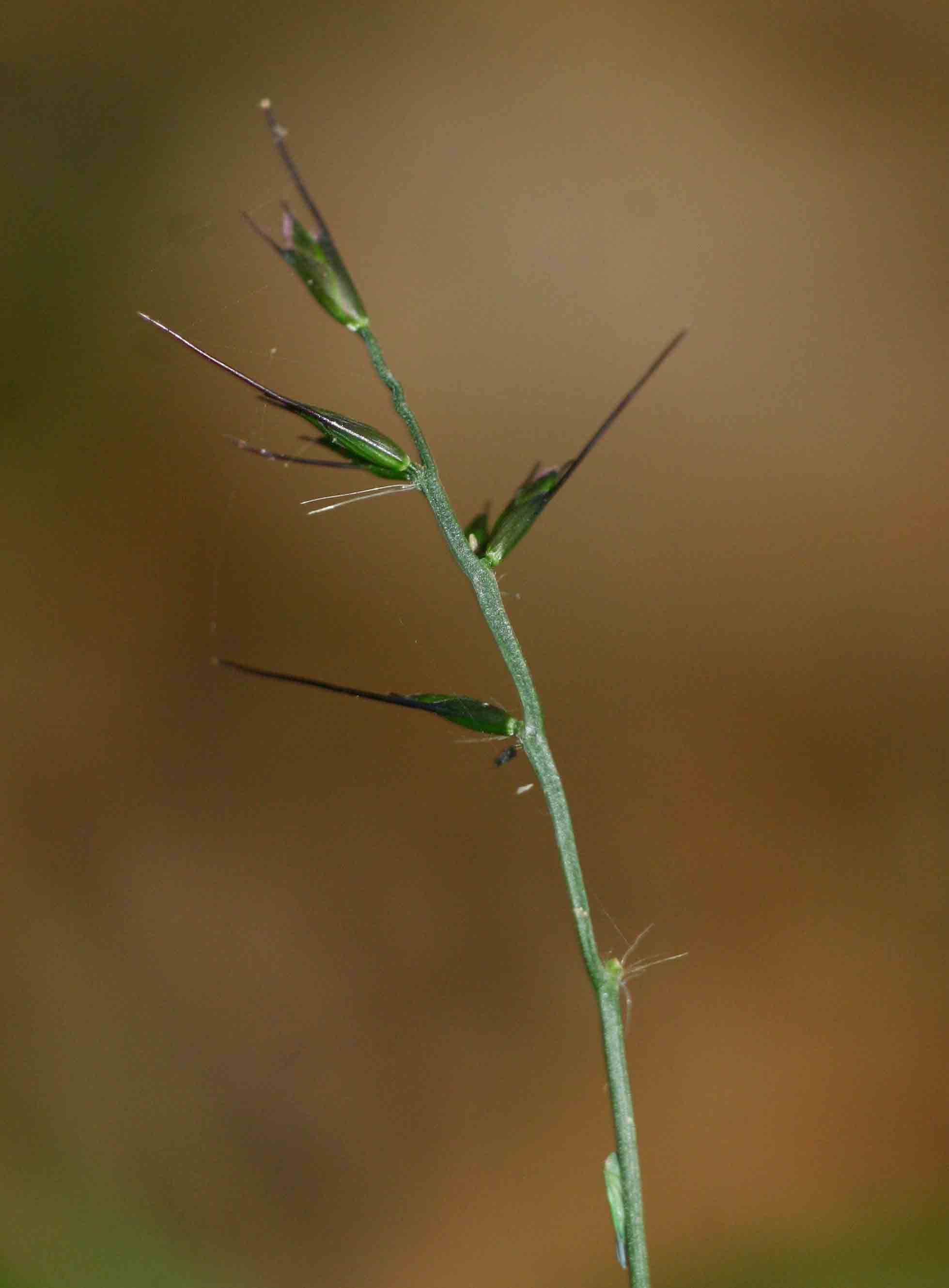 Oplismenus undulatifolius