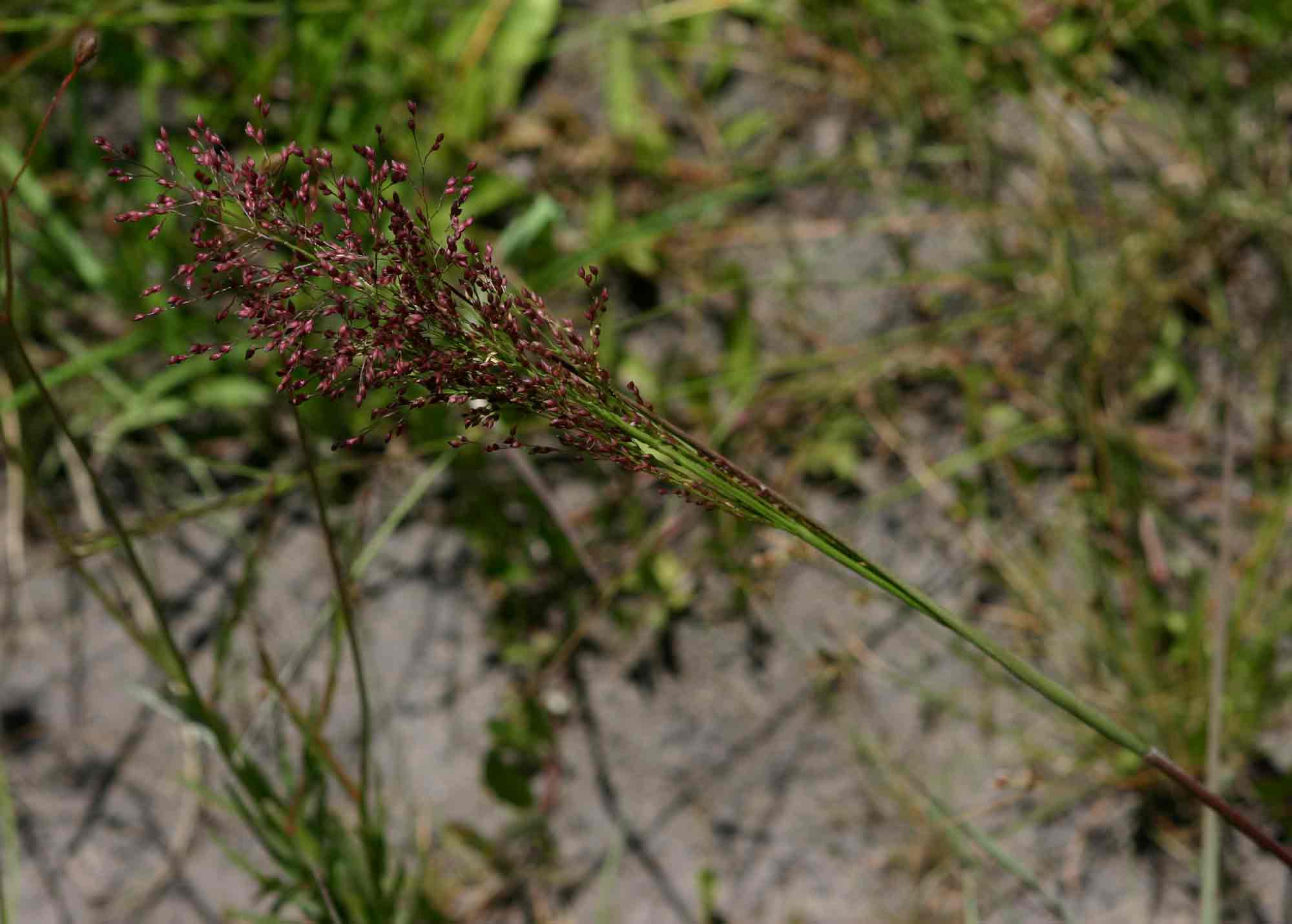 Panicum dregeanum