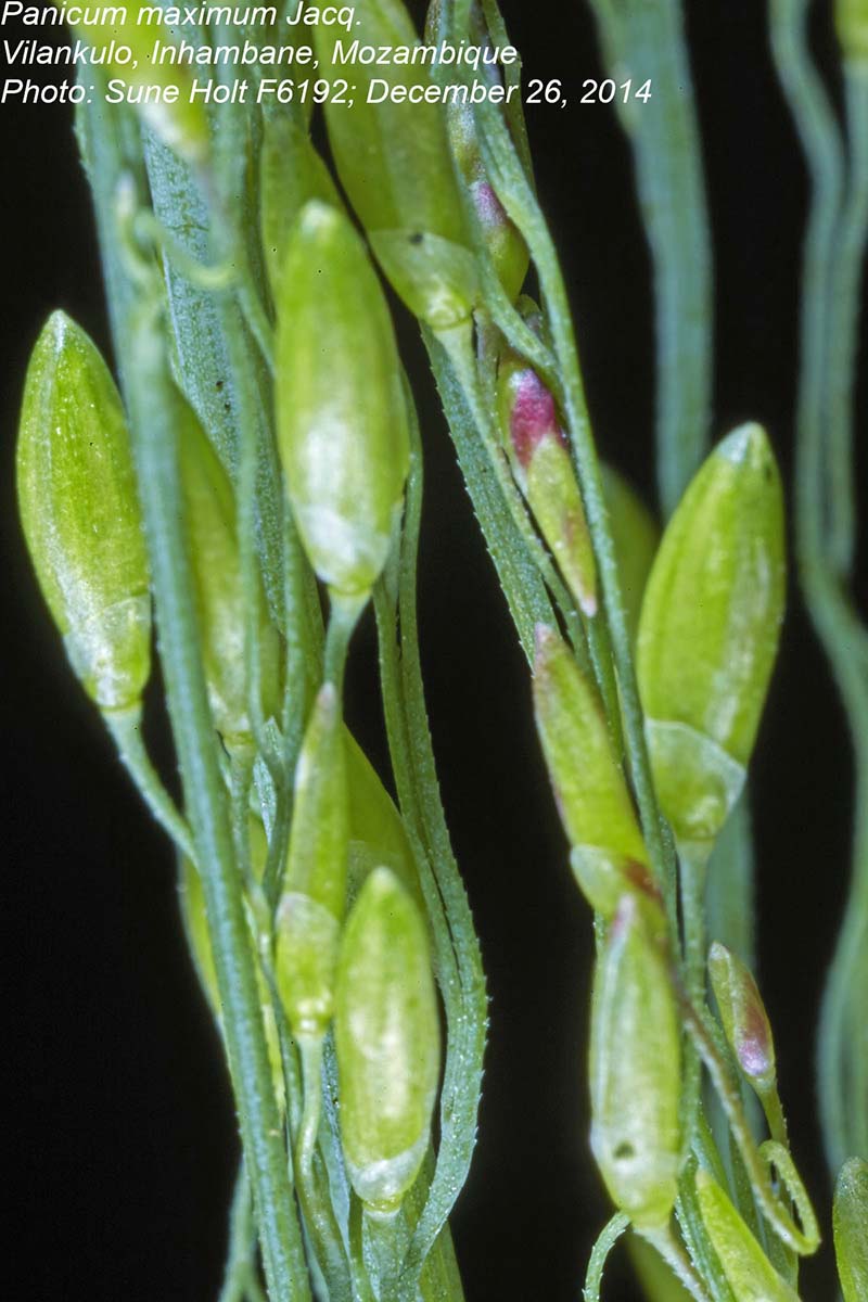 Panicum maximum
