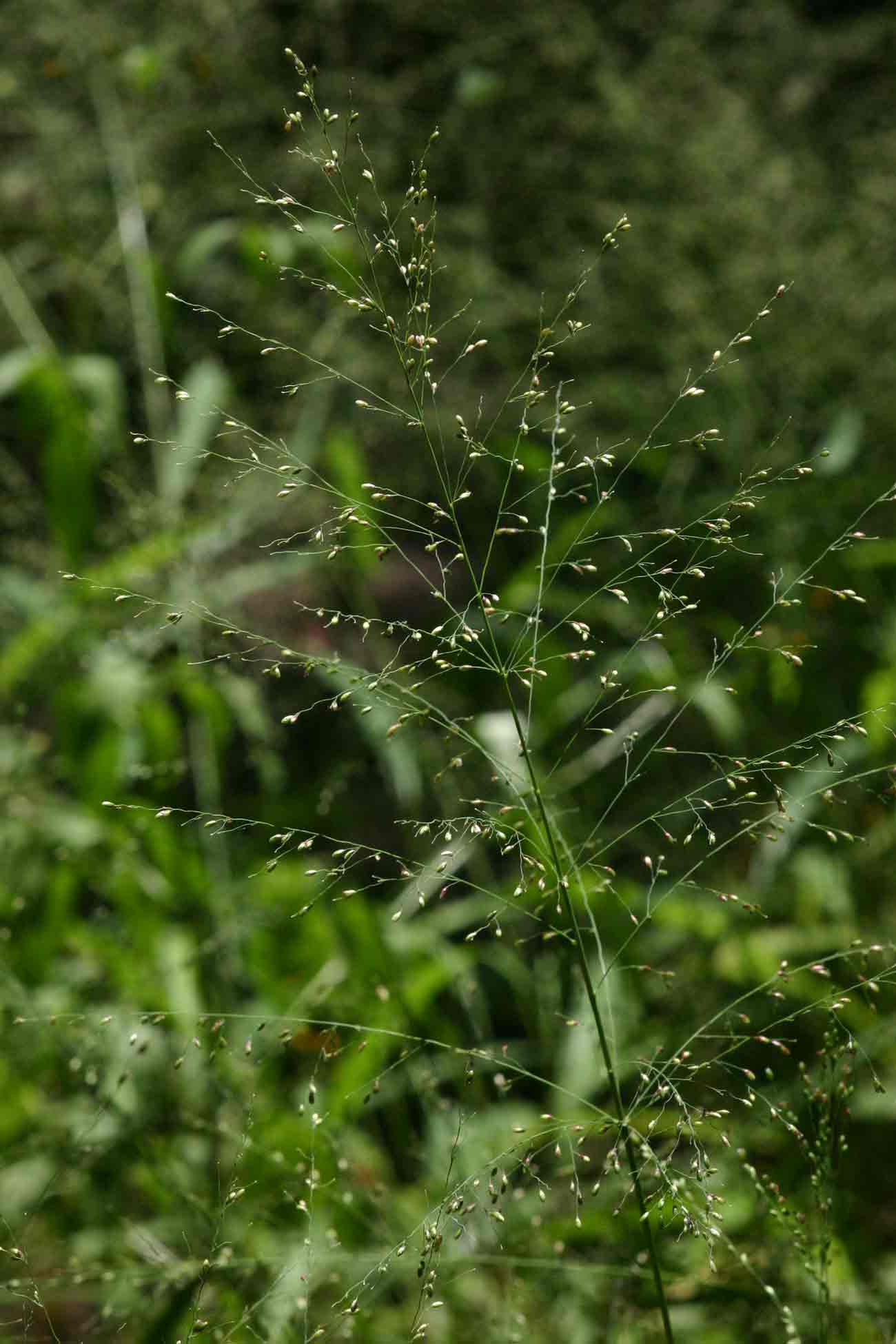 Panicum maximum