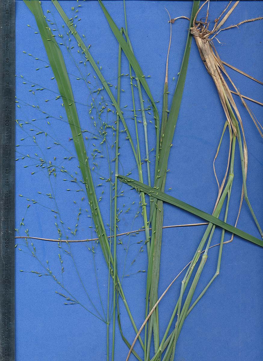 Panicum maximum