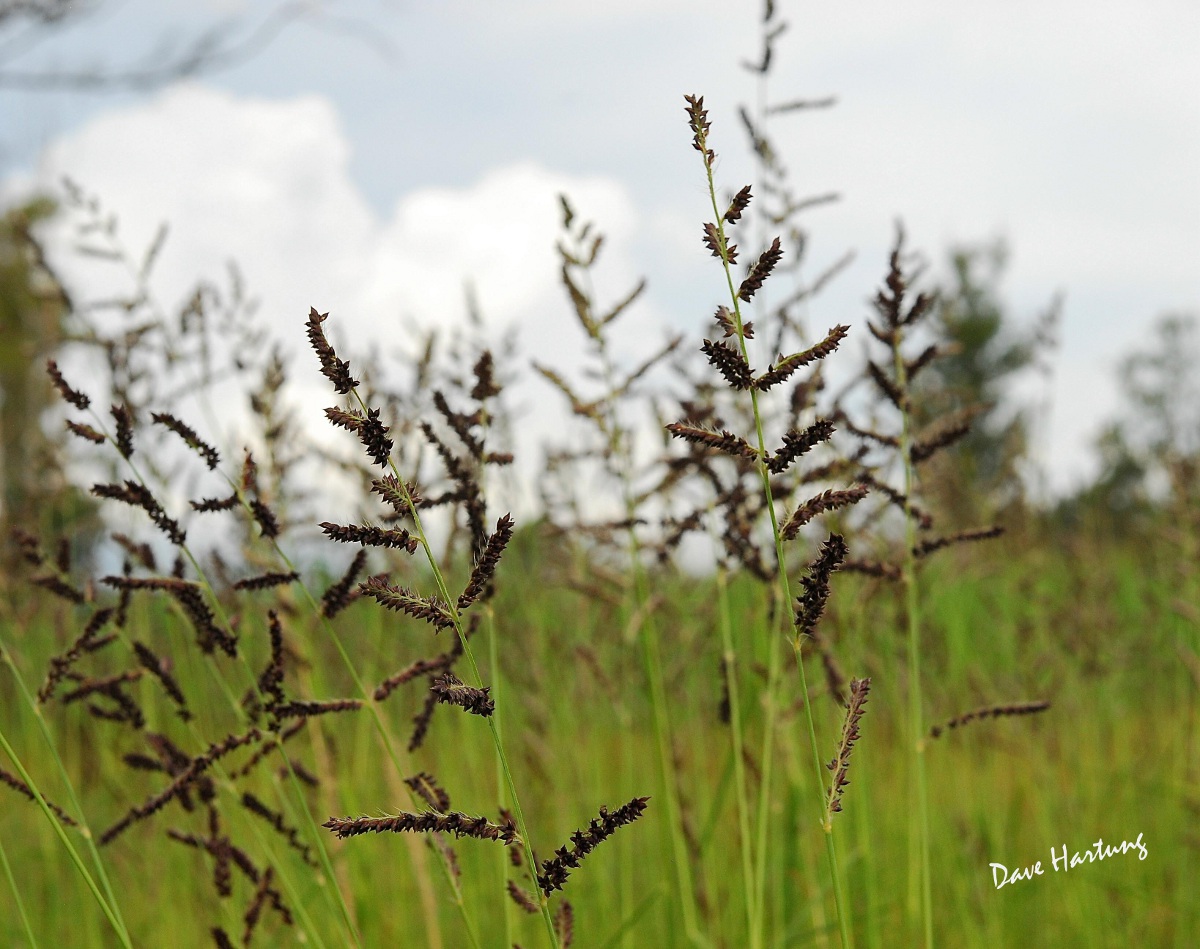 Echinochloa pyramidalis