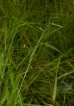 Urochloa brizantha