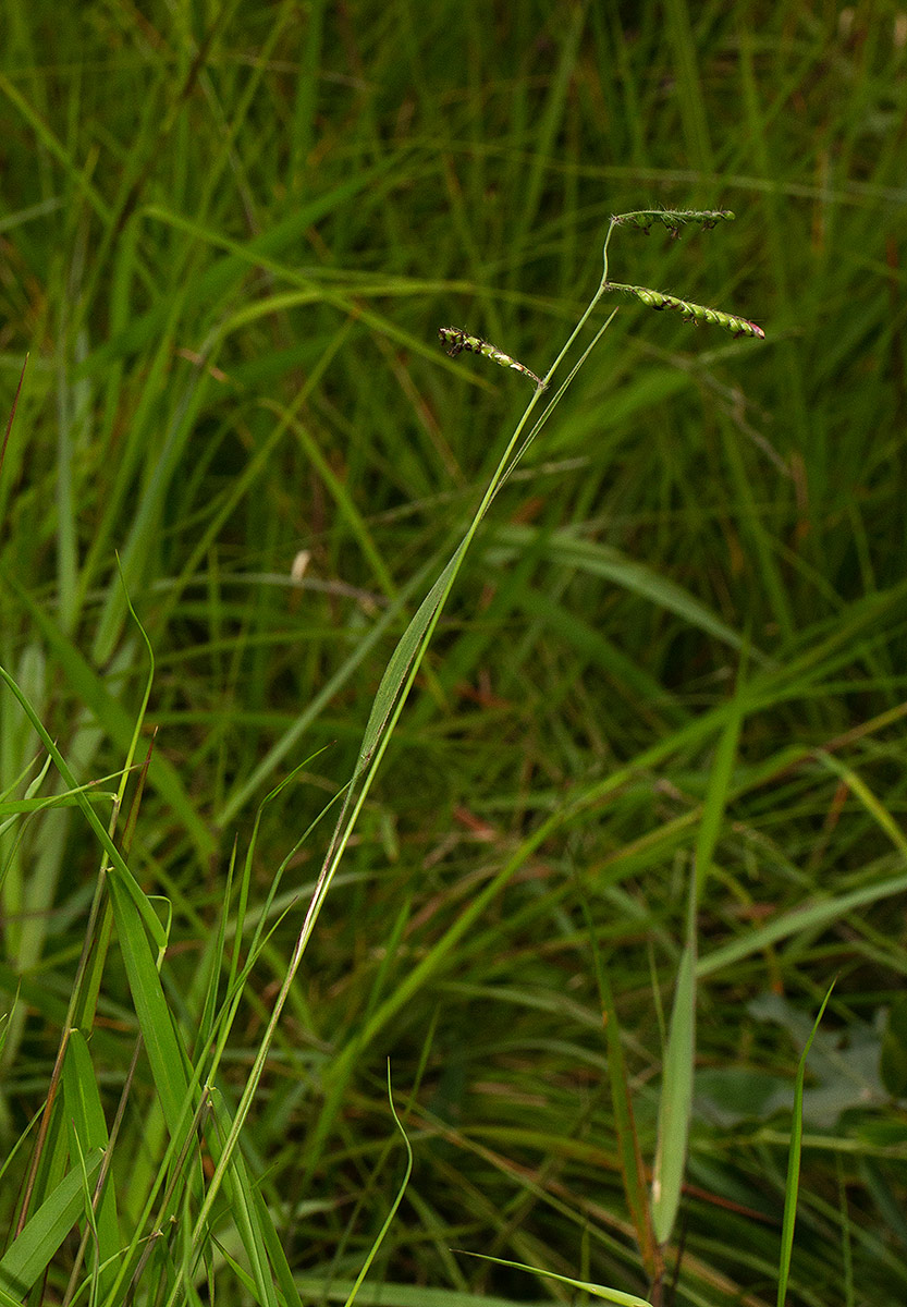 Urochloa brizantha Urochloa brizantha