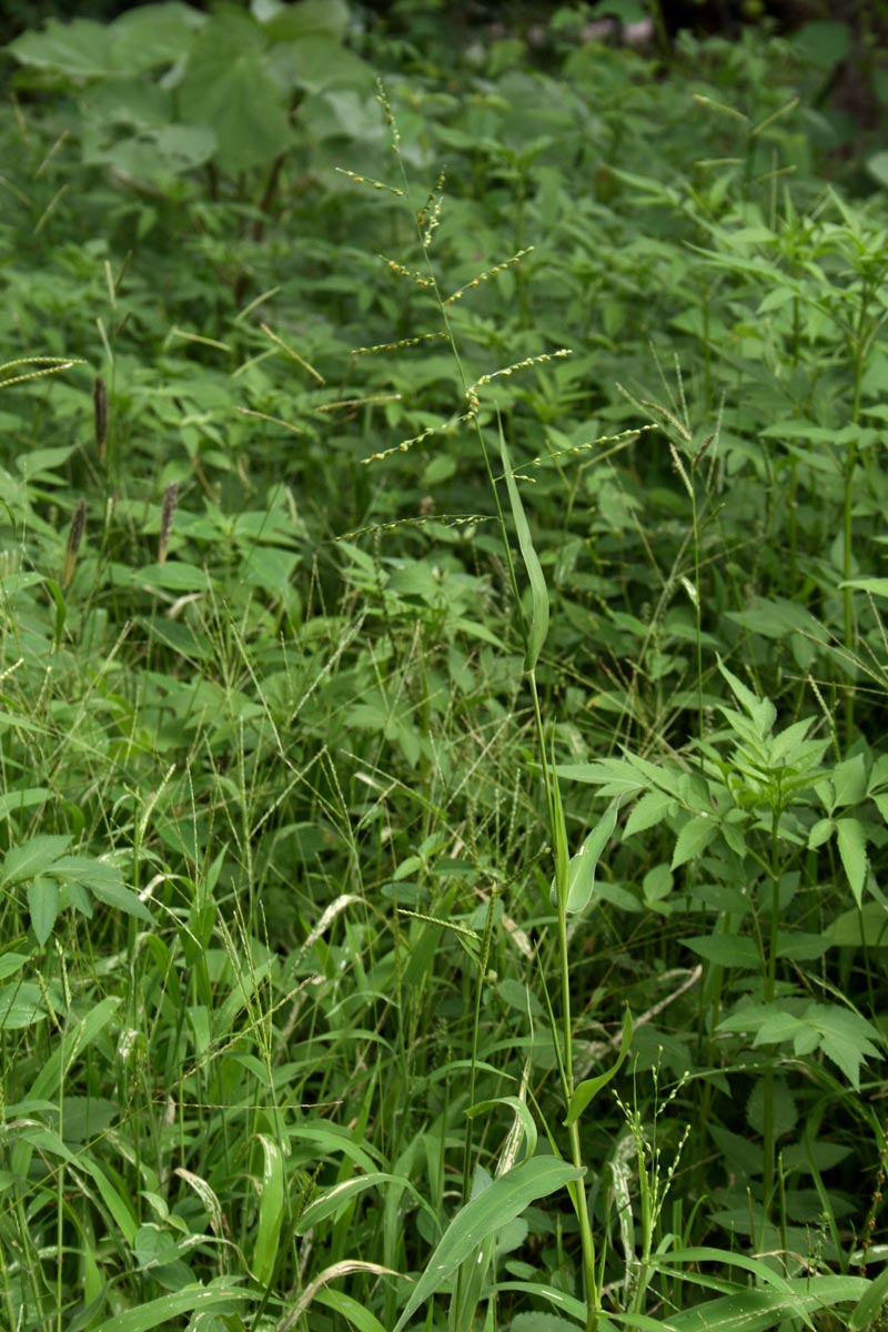 Urochloa deflexa Urochloa deflexa