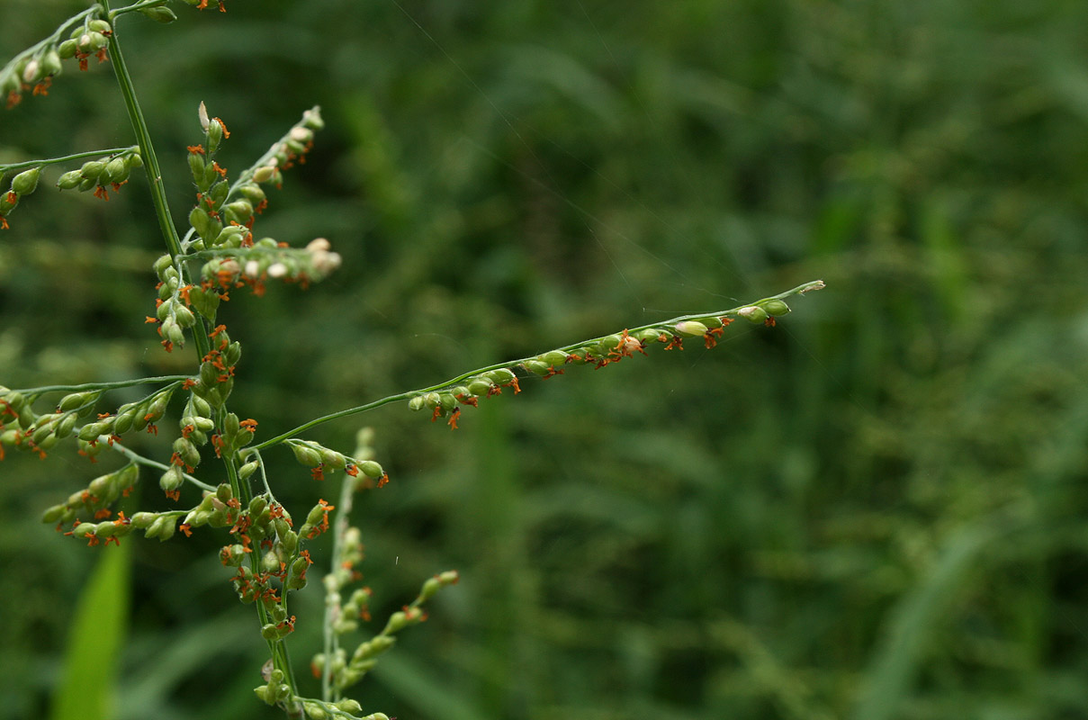 Urochloa deflexa