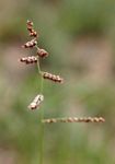 Urochloa serrata