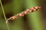 Urochloa serrata