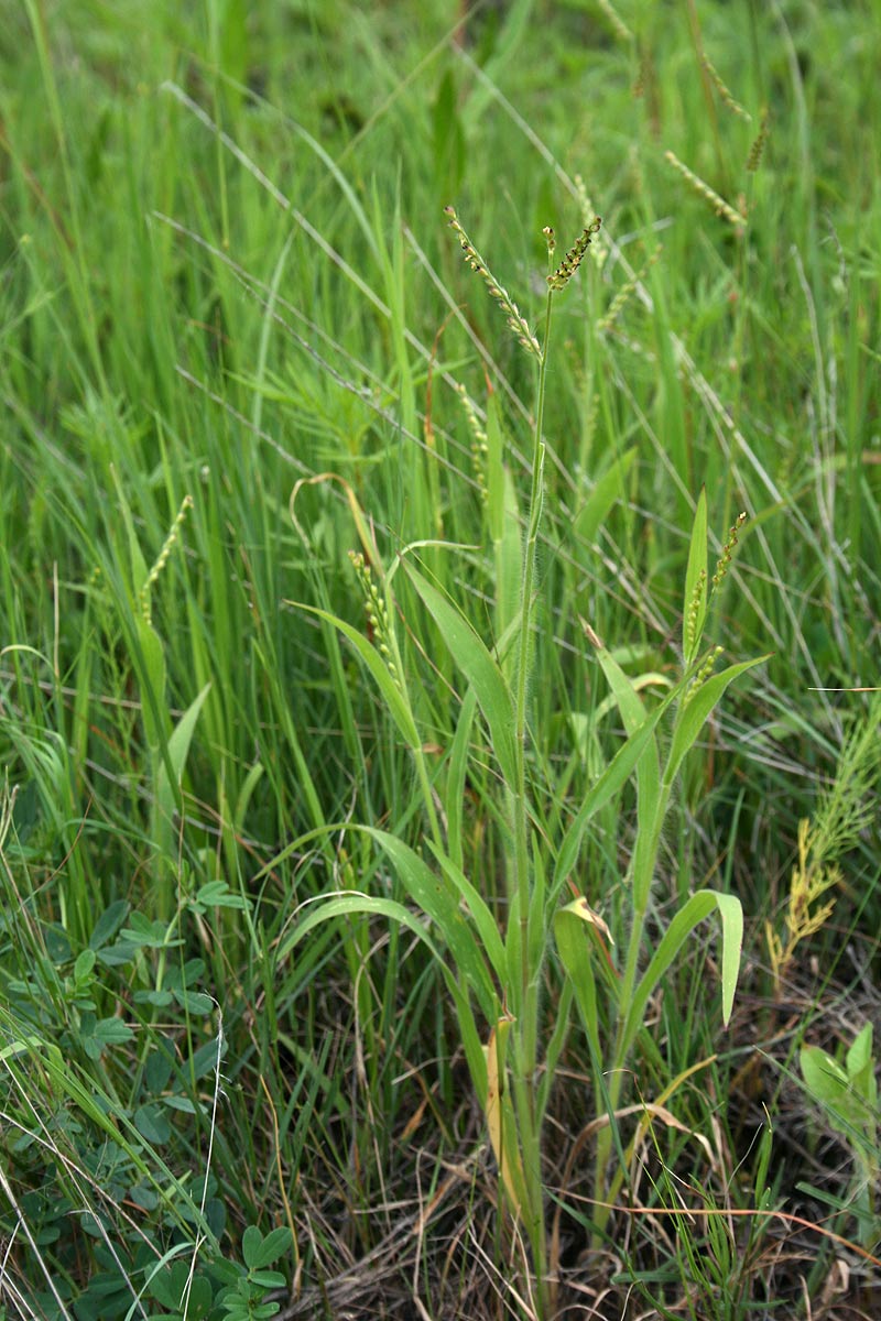 Urochloa xantholeuca Urochloa xantholeuca