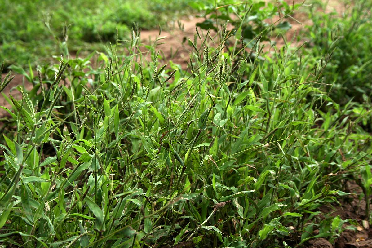 Urochloa panicoides Urochloa panicoides