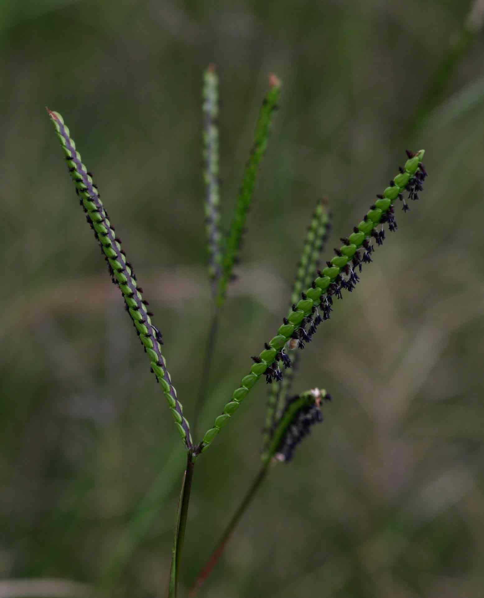 Paspalum notatum