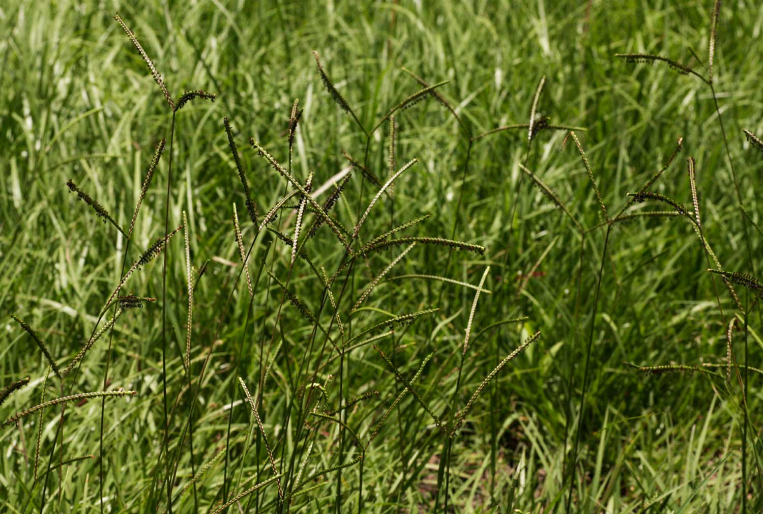 Paspalum notatum