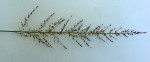 Setaria lindenbergiana