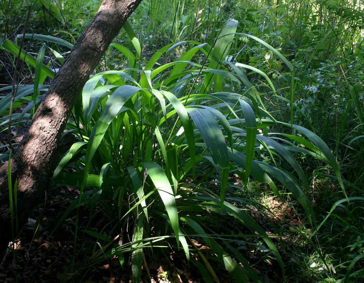 Setaria megaphylla Setaria megaphylla
